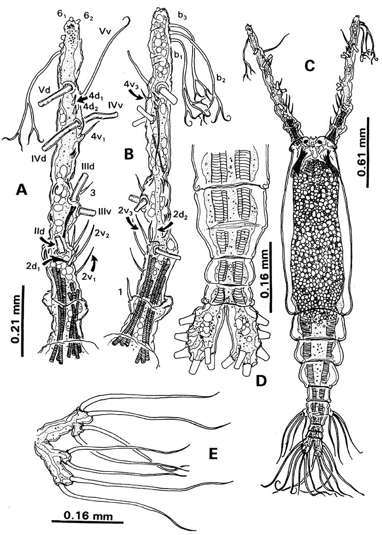 Species Monstrilla grygieri - Plate 2 of morphological figures