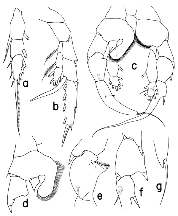 Espèce Heterorhabdus pustulifer - Planche 4 de figures morphologiques