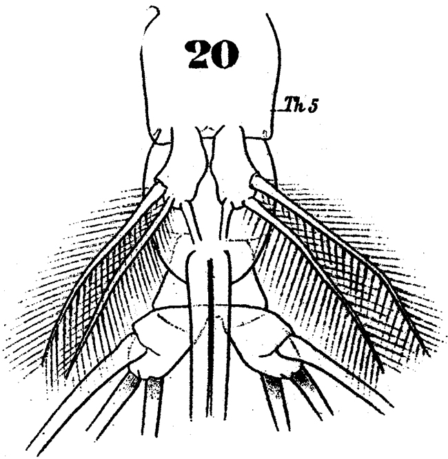 Espèce Cymbasoma reticulatum - Planche 2 de figures morphologiques