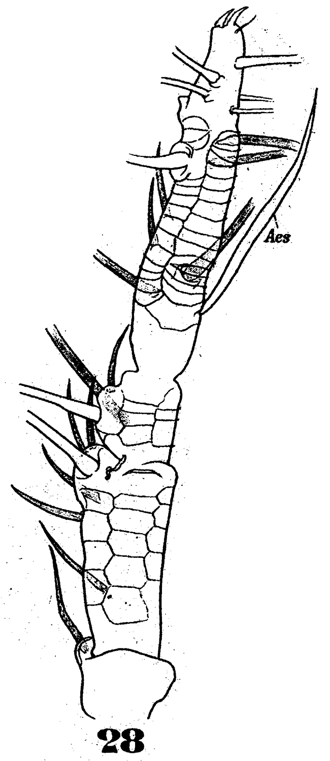 Espèce Cymbasoma reticulatum - Planche 3 de figures morphologiques