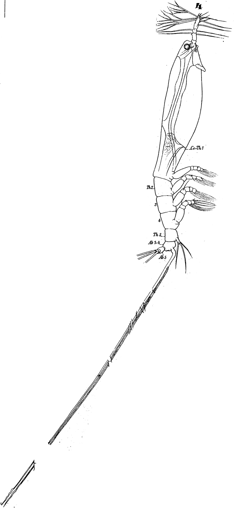 Species Cymbasoma longispinosum - Plate 5 of morphological figures