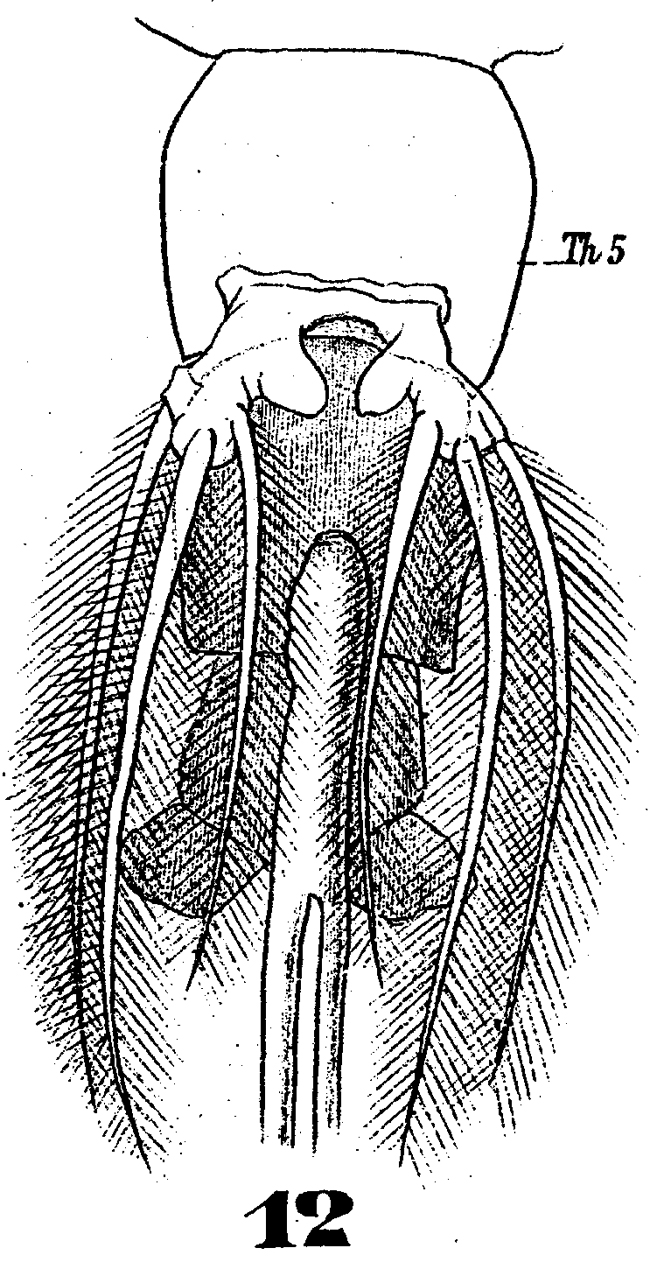 Espce Cymbasoma longispinosum - Planche 7 de figures morphologiques