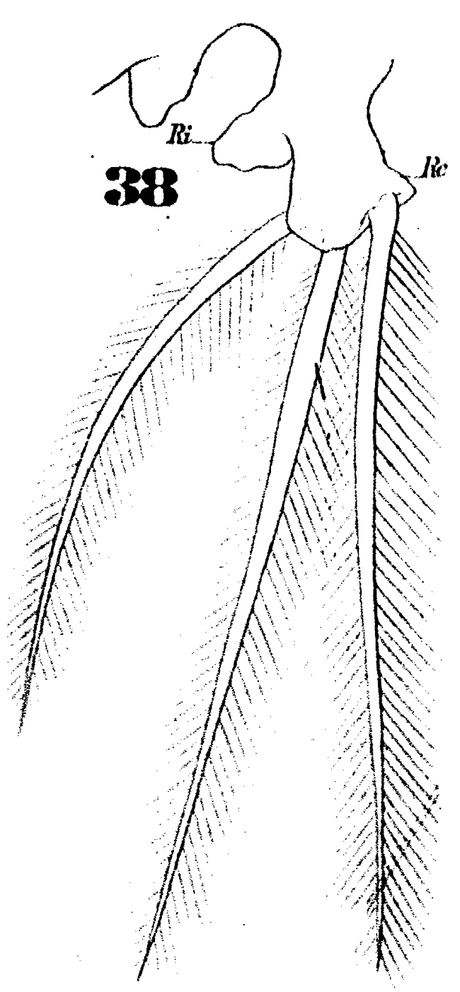 Species Cymbasoma longispinosum - Plate 9 of morphological figures