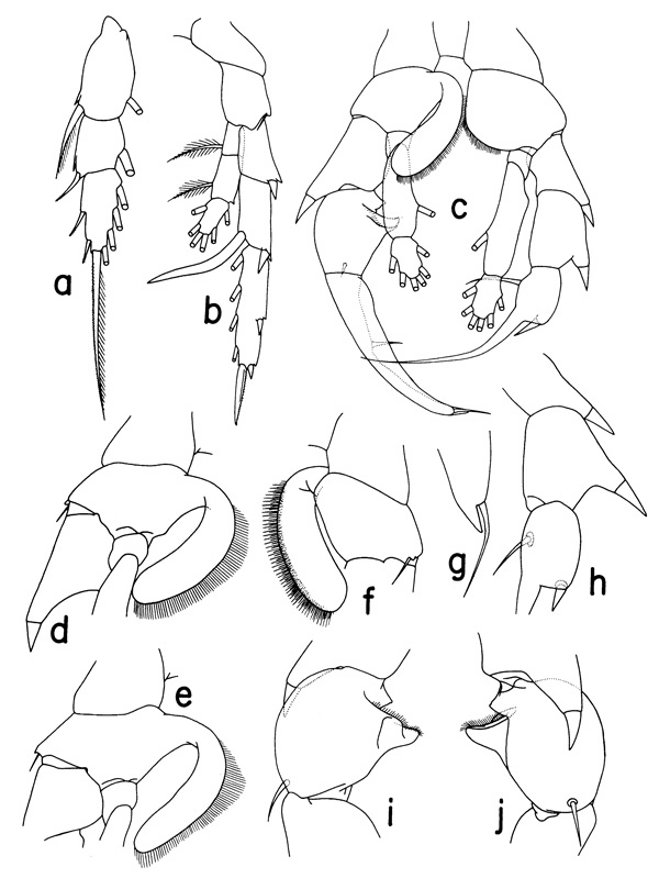 Espèce Heterorhabdus austrinus - Planche 3 de figures morphologiques