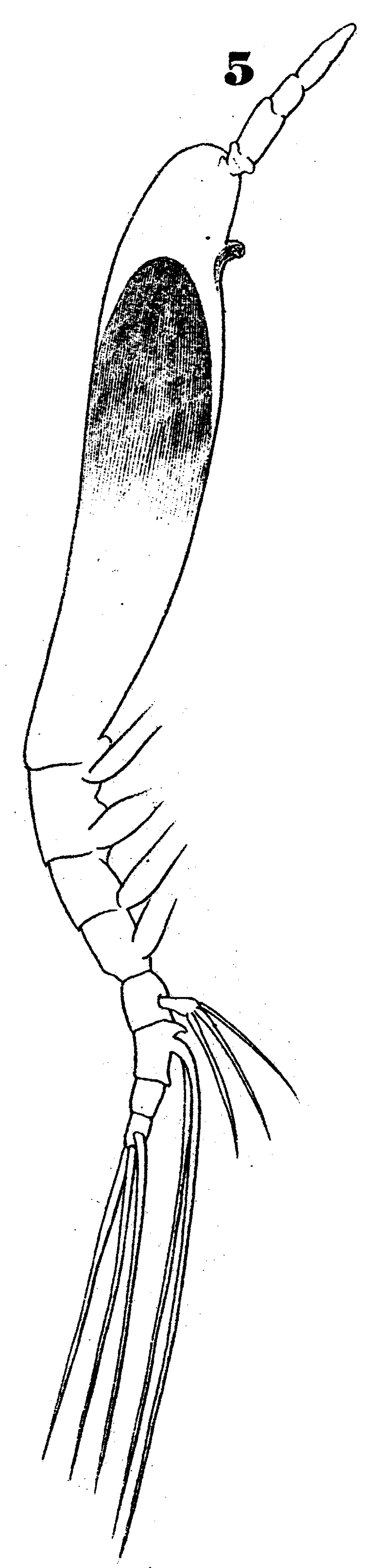 Espce Cymbasoma claparedei - Planche 1 de figures morphologiques