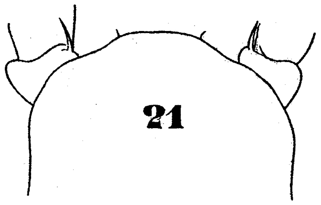 Espce Cymbasoma claparedei - Planche 3 de figures morphologiques