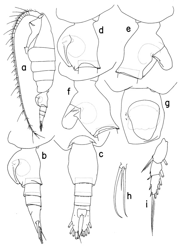 Species Heterorhabdus abyssalis - Plate 2 of morphological figures