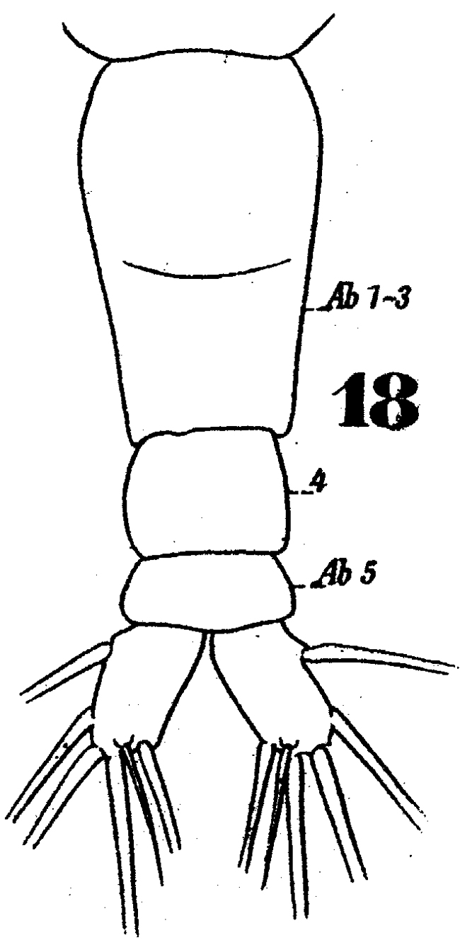 Espce Monstrilla gracilicauda - Planche 3 de figures morphologiques