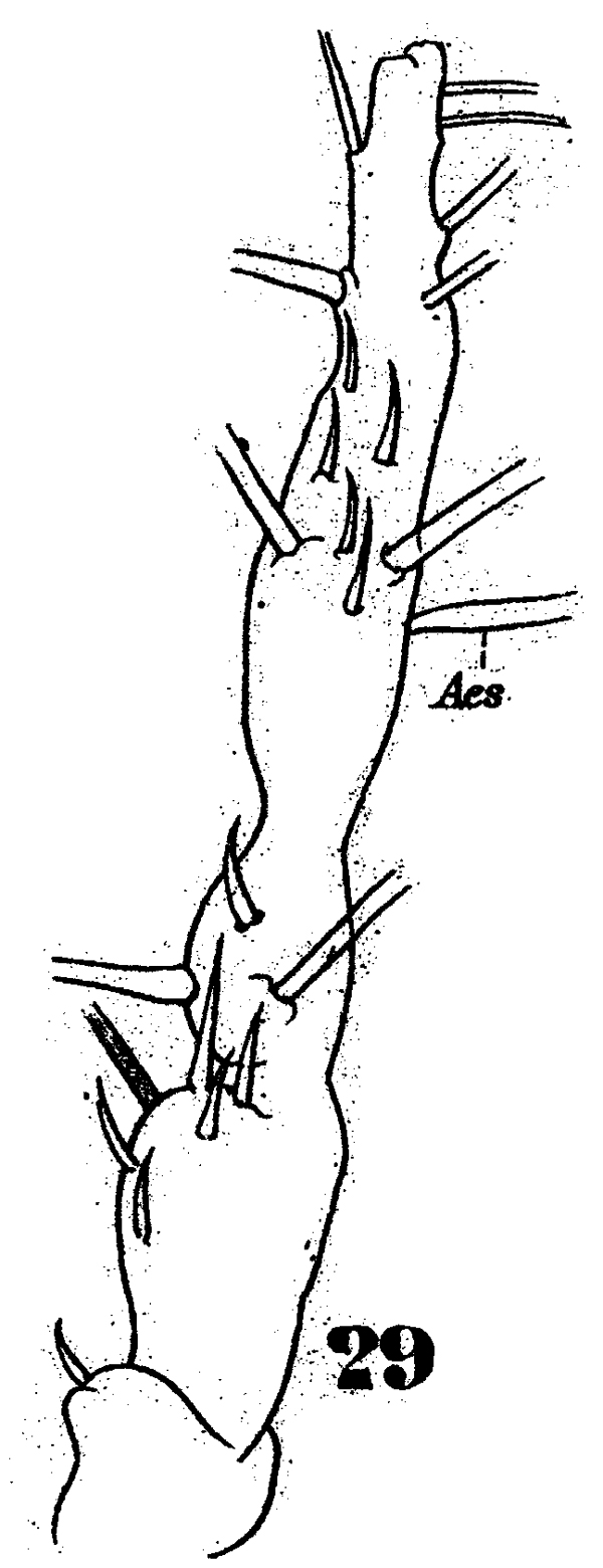 Espce Monstrilla gracilicauda - Planche 4 de figures morphologiques