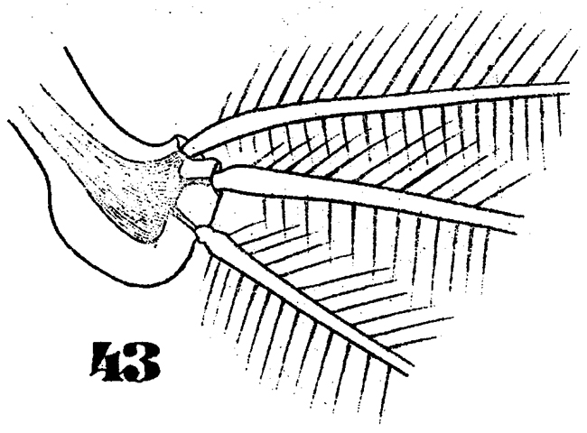 Espce Monstrilla gracilicauda - Planche 6 de figures morphologiques