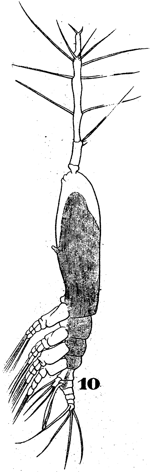 Espce Monstrilla longiremis - Planche 3 de figures morphologiques