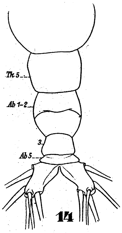 Species Monstrilla longiremis - Plate 4 of morphological figures
