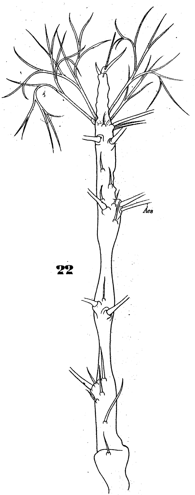 Espce Monstrilla longiremis - Planche 5 de figures morphologiques