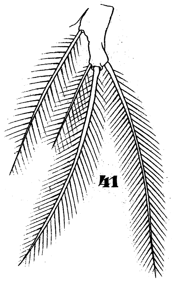 Espce Monstrilla longiremis - Planche 7 de figures morphologiques