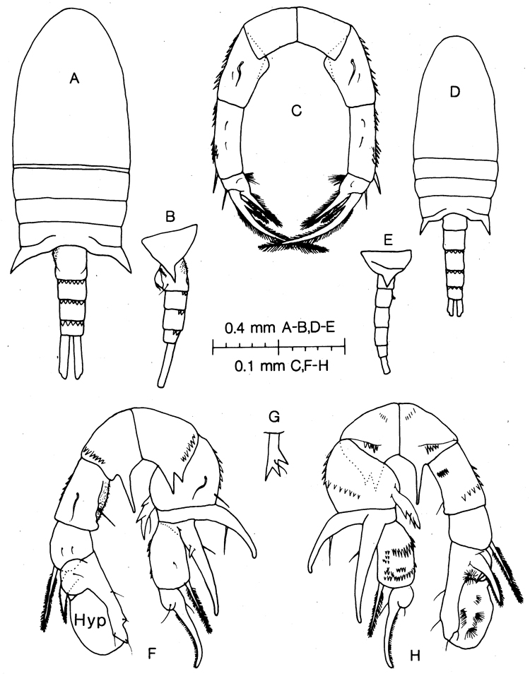Espèce Pseudodiaptomus mertoni - Planche 2 de figures morphologiques