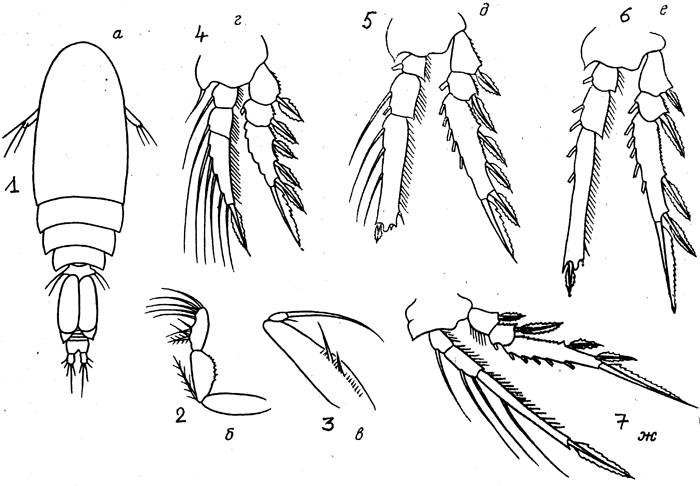 Espèce Oncaea tenuimana - Planche 1 de figures morphologiques