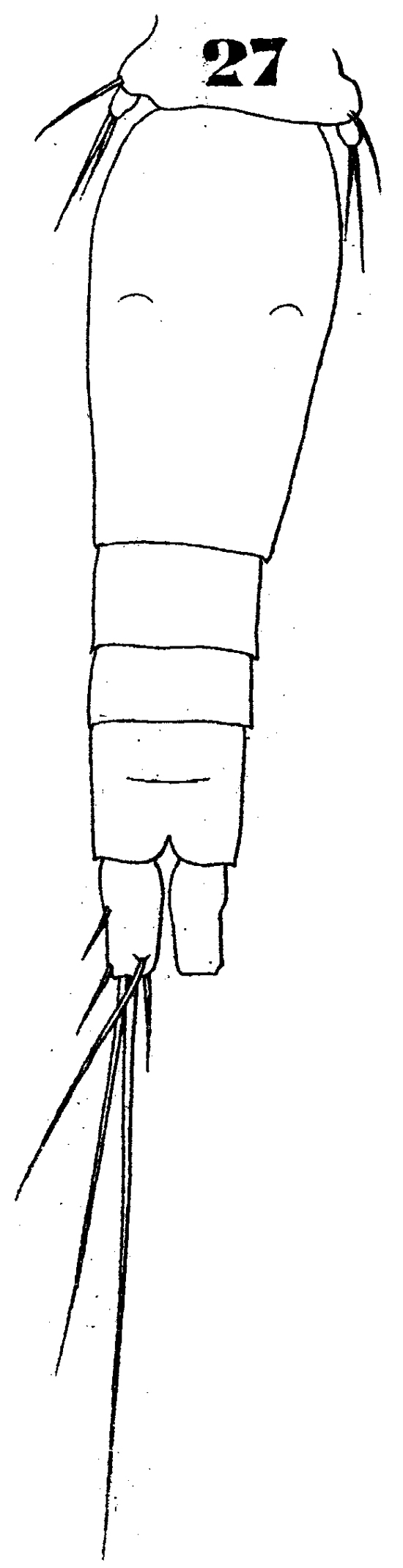 Espèce Oncaea tenuimana - Planche 2 de figures morphologiques
