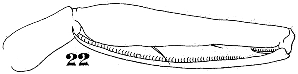 Espèce Oncaea tenuimana - Planche 4 de figures morphologiques