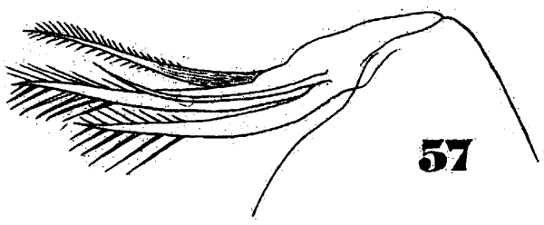 Espèce Oncaea tenuimana - Planche 3 de figures morphologiques