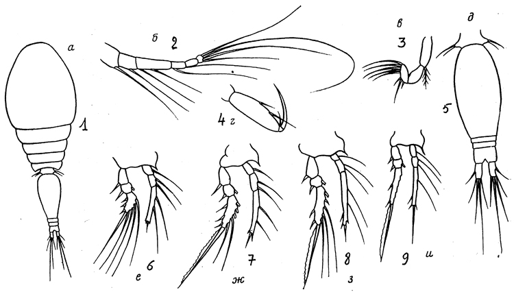 Espèce Oncaea furnestini - Planche 1 de figures morphologiques
