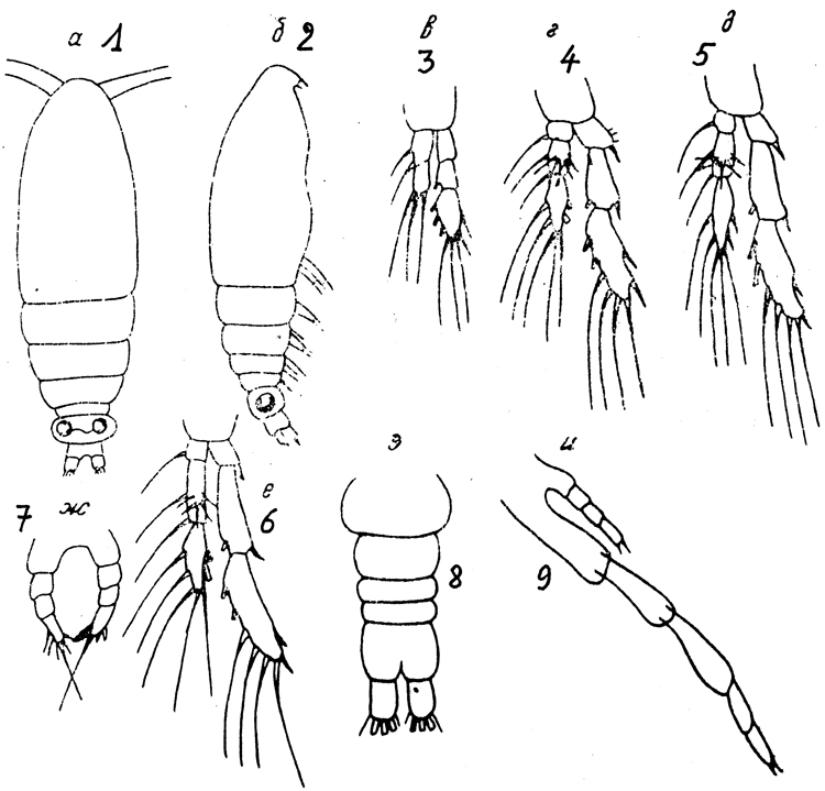 Species Calocalanus antarcticus - Plate 1 of morphological figures