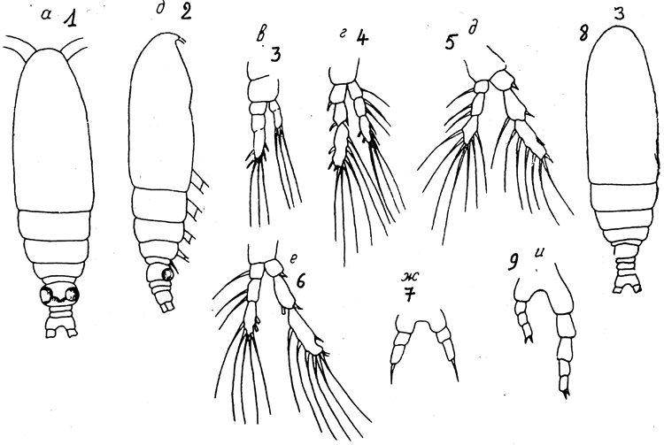 Species Calocalanus fiolenti - Plate 1 of morphological figures