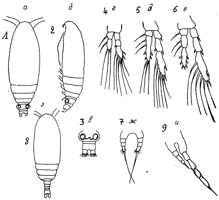 Species Calocalanus longispinus - Plate 1 of morphological figures