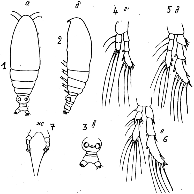 Species Calocalanus fusiformis - Plate 1 of morphological figures