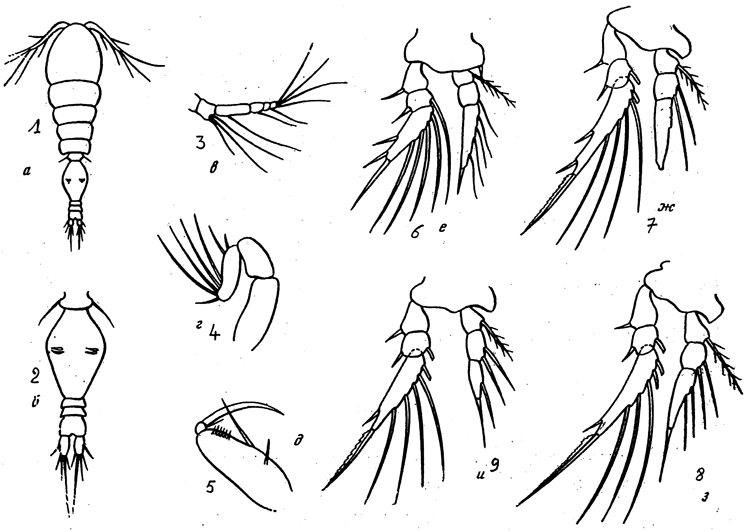 Species Oncaea atlantica - Plate 1 of morphological figures