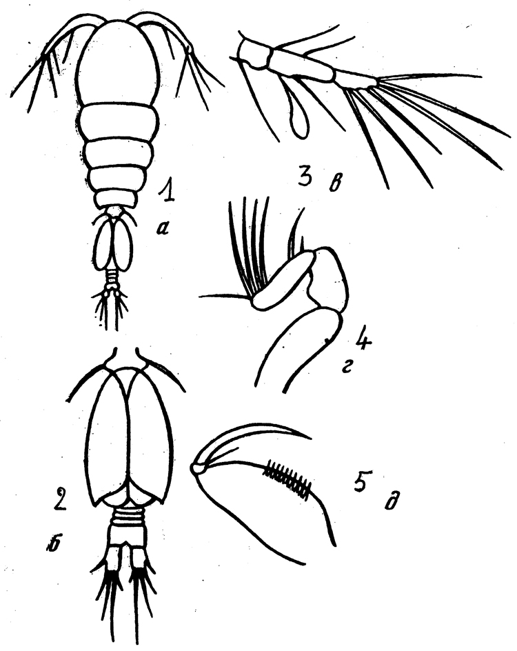 Species Oncaea atlantica - Plate 2 of morphological figures