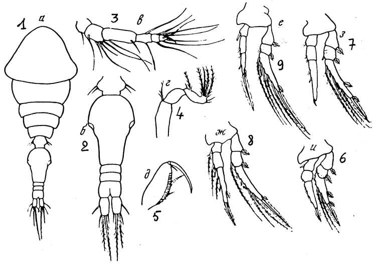 Species Oncaea vodjanitskii - Plate 1 of morphological figures