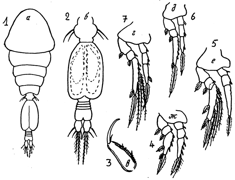 Species Oncaea vodjanitskii - Plate 2 of morphological figures