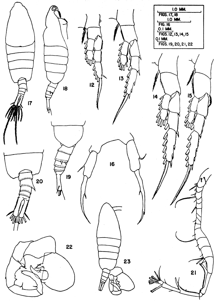 Species Tortanus (Atortus) giesbrechti - Plate 2 of morphological figures
