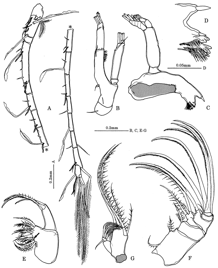 Species Tortanus (Eutortanus) komachi - Plate 2 of morphological figures