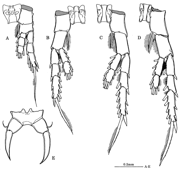 Species Tortanus (Eutortanus) komachi - Plate 3 of morphological figures