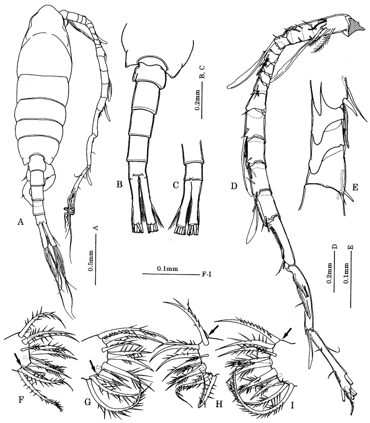 Species Tortanus (Eutortanus) komachi - Plate 5 of morphological figures