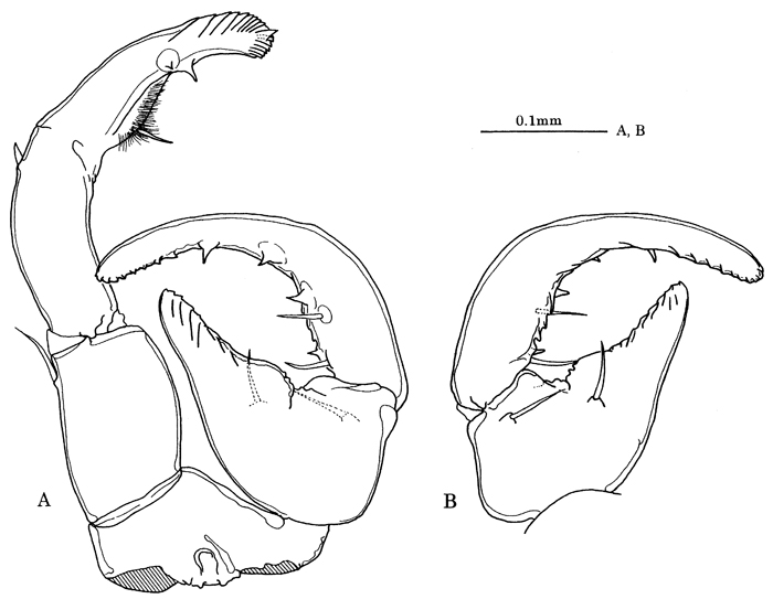 Species Tortanus (Eutortanus) komachi - Plate 6 of morphological figures
