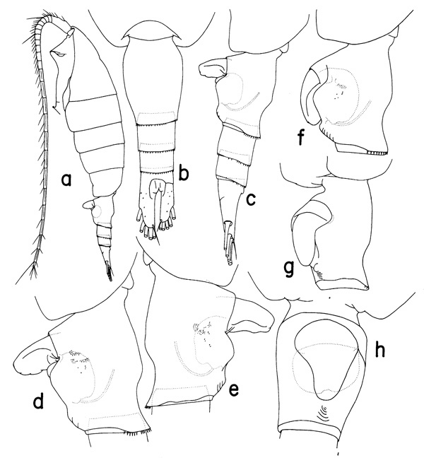 Species Heterorhabdus norvegicus - Plate 1 of morphological figures