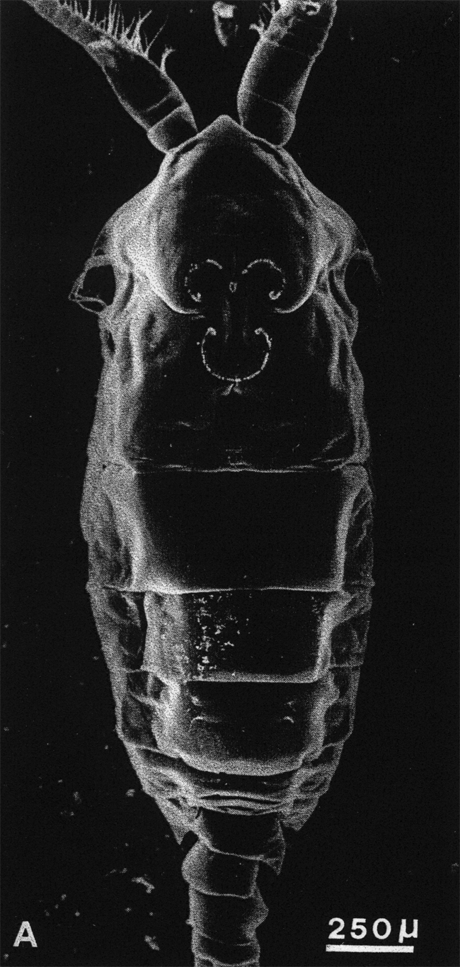 Espèce Anomalocera patersoni - Planche 24 de figures morphologiques