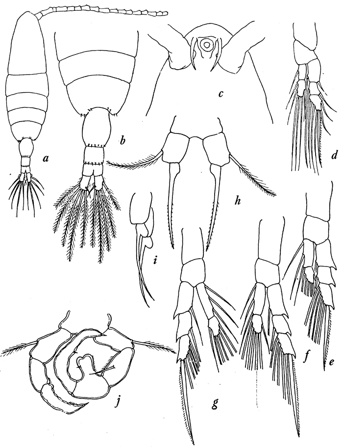 Espèce Acartia (Acanthacartia) sinjiensis - Planche 9 de figures morphologiques