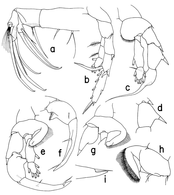 Species Heterorhabdus norvegicus - Plate 2 of morphological figures