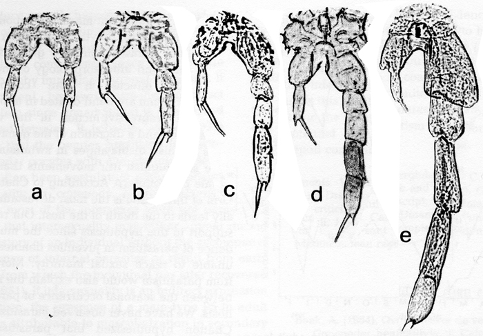 Espce Paracalanus parvus - Planche 10 de figures morphologiques
