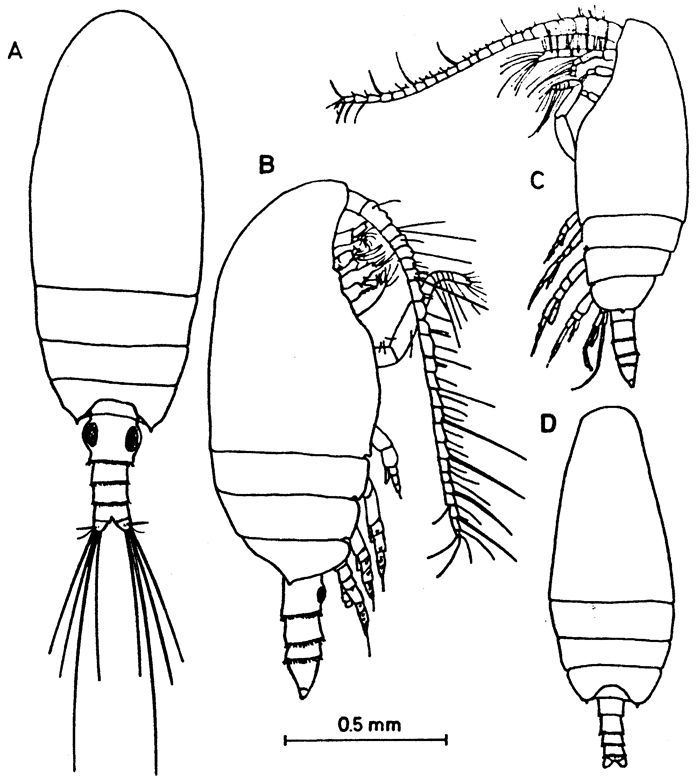 Species Bradyetes matthei - Plate 3 of morphological figures
