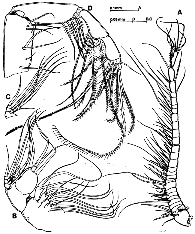 Species Exumella mediterranea - Plate 3 of morphological figures