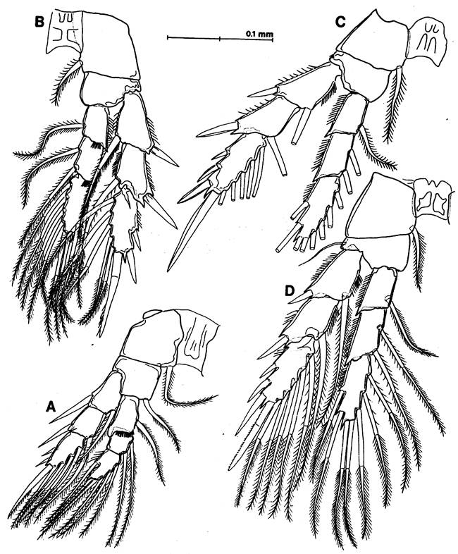 Espce Exumella mediterranea - Planche 4 de figures morphologiques