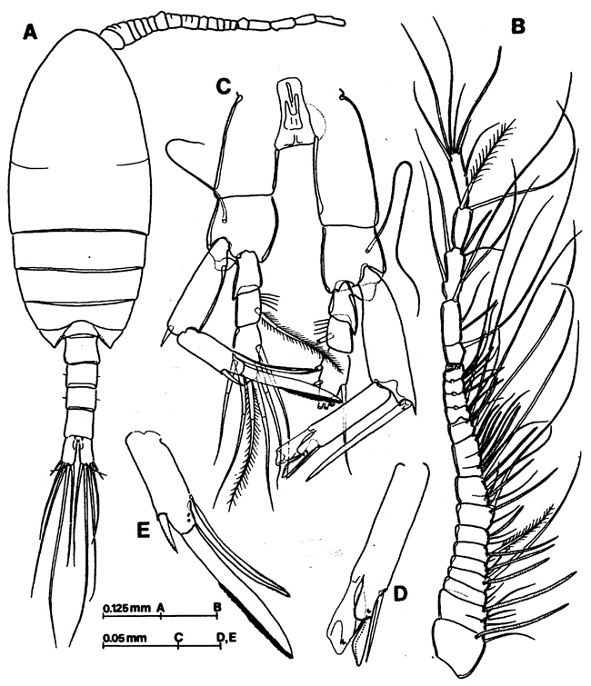 Species Exumella mediterranea - Plate 6 of morphological figures