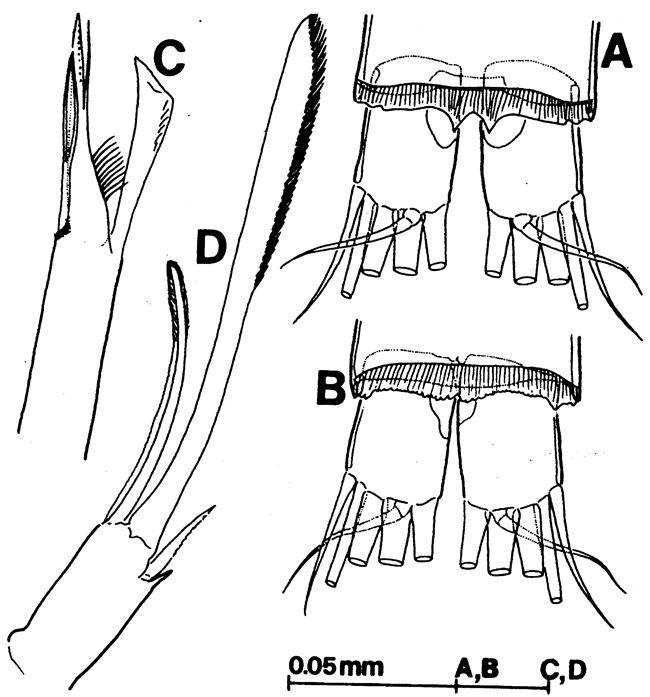 Espce Exumella tuberculata - Planche 5 de figures morphologiques