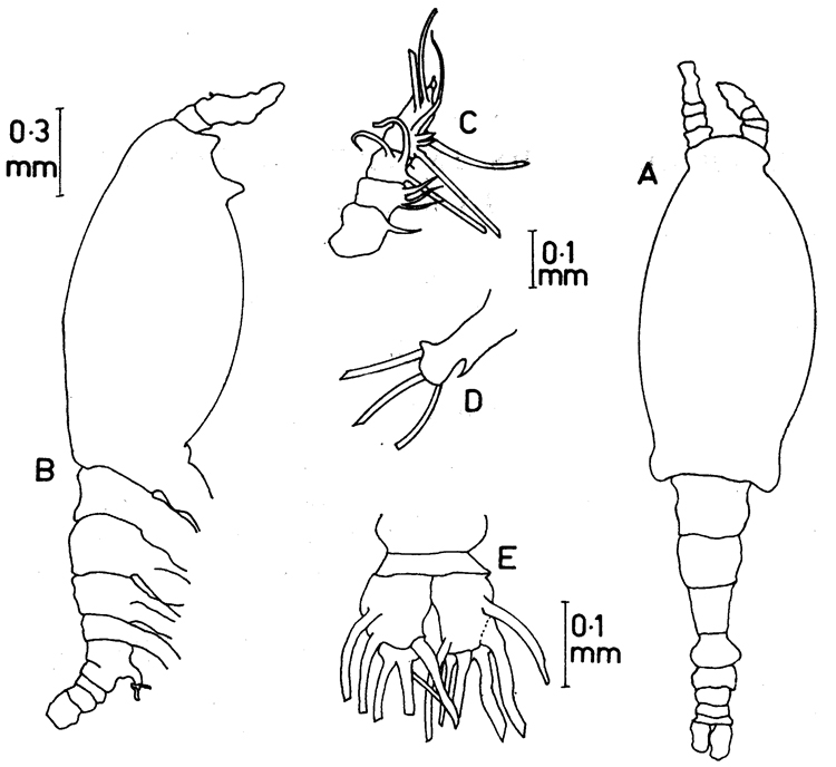 Species Monstrilla brevicornis - Plate 2 of morphological figures