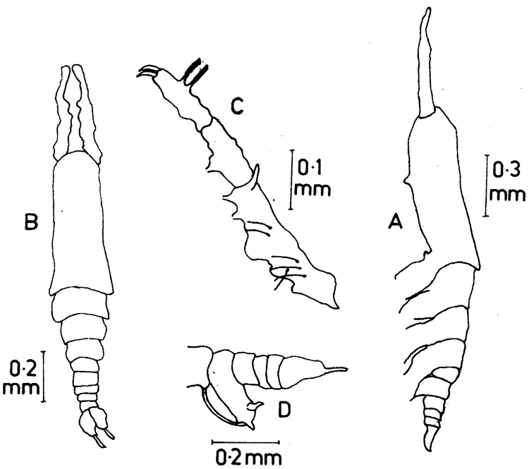 Espce Cymbasoma javensis - Planche 1 de figures morphologiques