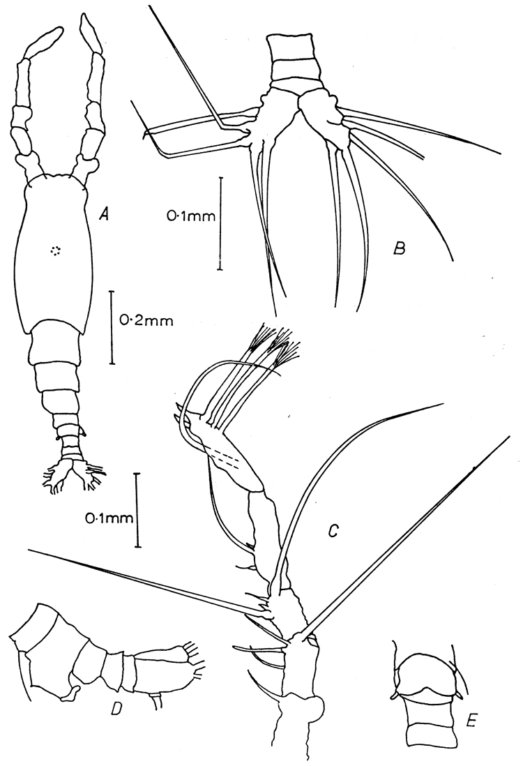 Espèce Monstrilla papilliremis - Planche 1 de figures morphologiques